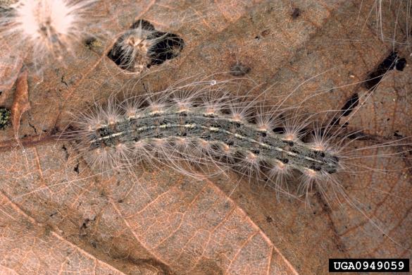 murvar ali murvin prelec (<i>Hyphantria cunea</i>)