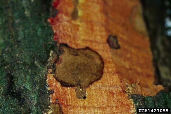ramorumna sušica (<i>Phytophthora ramorum</i>) na <i>Quercus agrifolia</i>