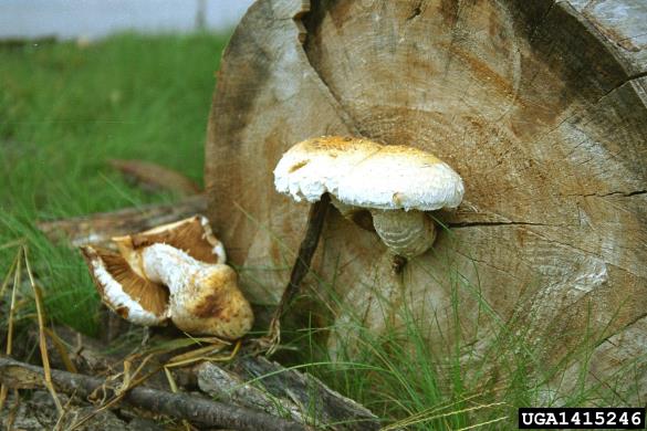 topolov luskinar (<i>Pholiota destruens</i>) na <i>Populus</i> spp.
