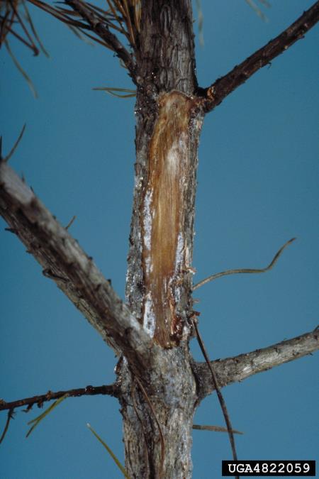 borov smolasti rak (<i>Gibberella circinata</i>) na <i>Pinus virginiana</i>