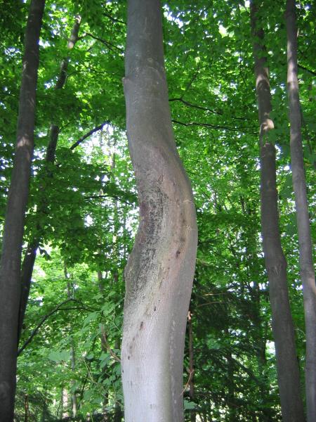 Javorov rak