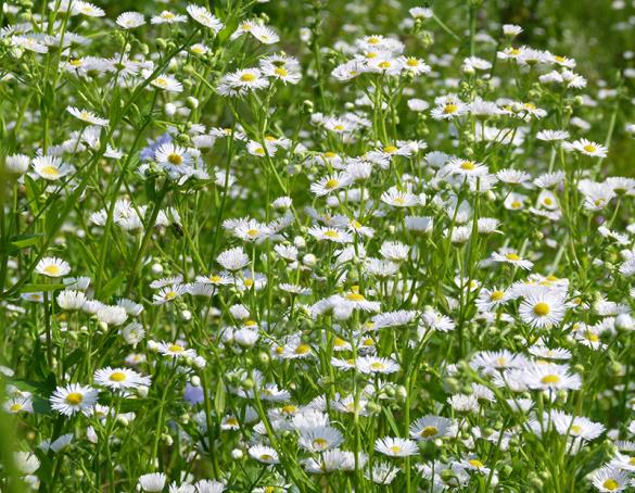 <i>Erigeron annuus</i>