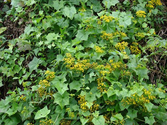 <i>Delairea odorata</i>