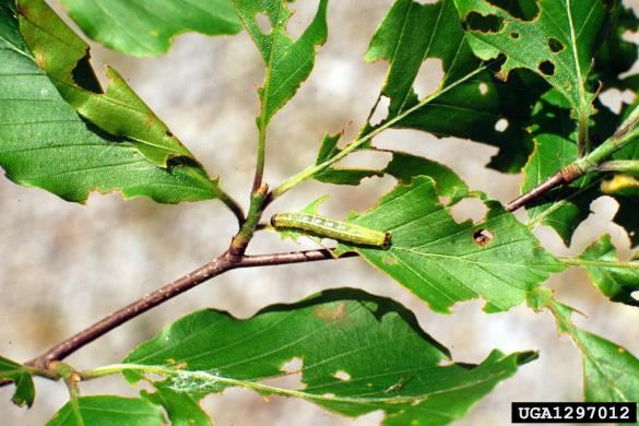 <i>Operophtera fagata</i> na <i>Fagus sylvatica</i>