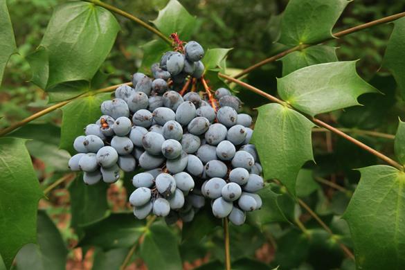 <i>Mahonia bealei</i>