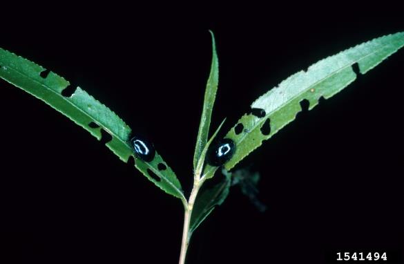 modri vrbin lepenec (<i>Plagiodera versicolora</i>)