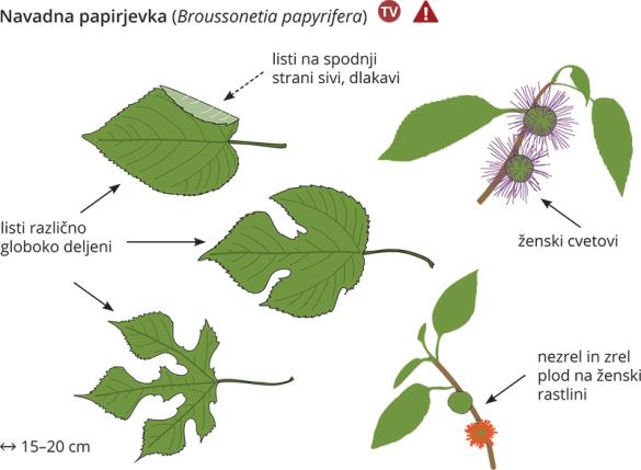 <i>Broussonetia papyrifera</i>