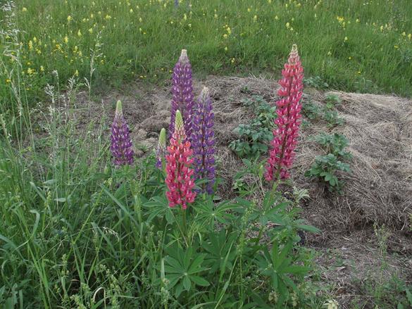 <i>Lupinus polyphyllus</i>