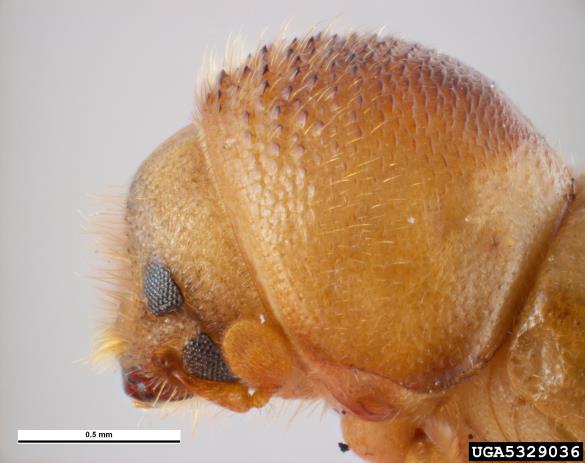 progasti lestvičar (<i>Xyloterus lineatus</i>)