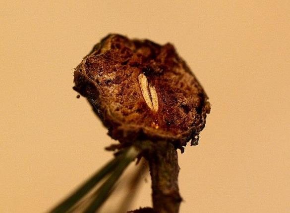 Trisetacus pini 