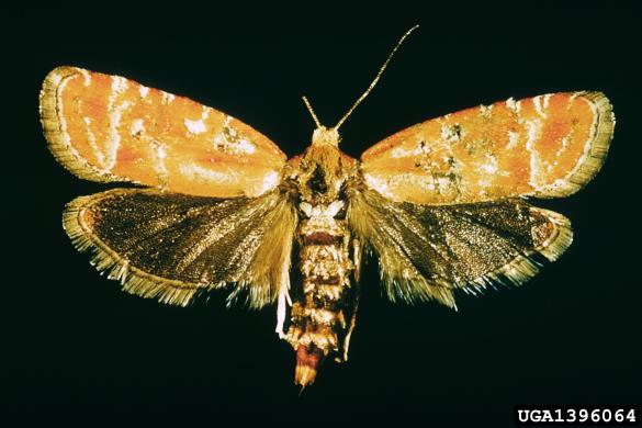 zavijač borovih poganjkov (<i>Rhyacionia buoliana</i>)