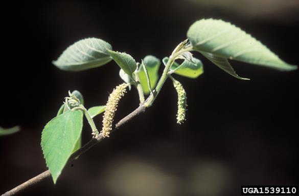 <i>Broussonetia papyrifera</i>