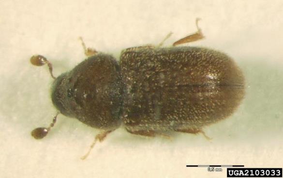 <i>Ernoporus tiliae</i>
