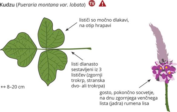 <i>Pueraria montana</i> var. <i>lobata</i>