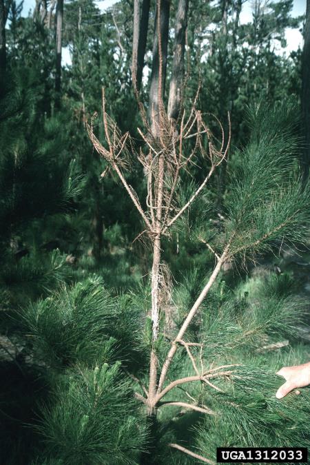 borov smolasti rak (<i>Gibberella circinata</i>) na <i>Pinus radiata</i>