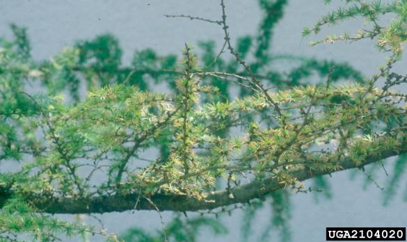 molj macesnovih iglic (<i>Coleophora laricella</i>) na <i>Larix decidua</i>