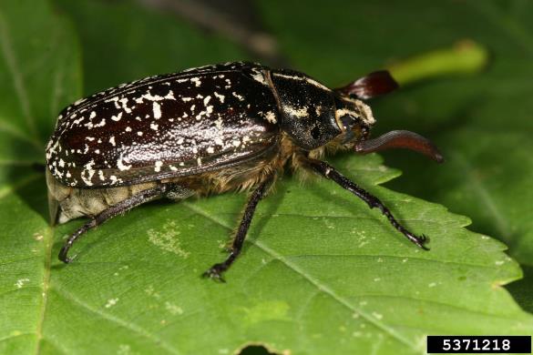 mlinar (<i>Polyphylla fullo</i>)