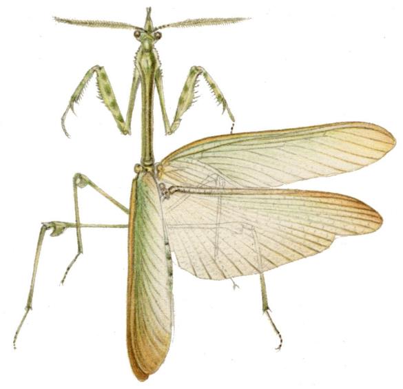 krpatonoga bogomoljka