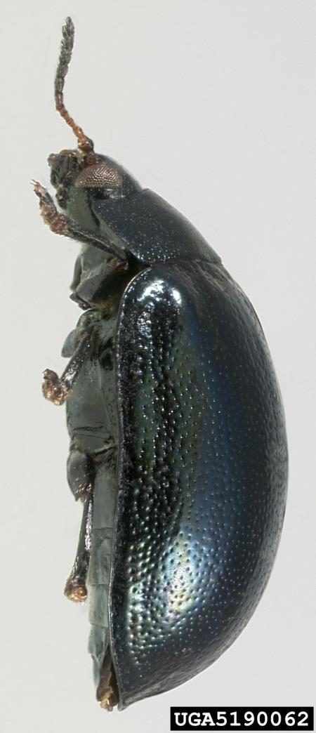 modri vrbin lepenec (<i>Plagiodera versicolora</i>)