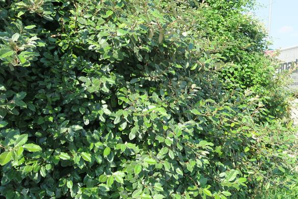 <i>Elaeagnus pungens</i>