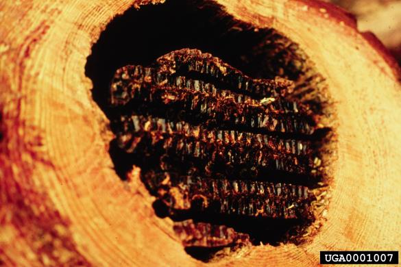 medonosna čebela (<i>Apis mellifera</i>)