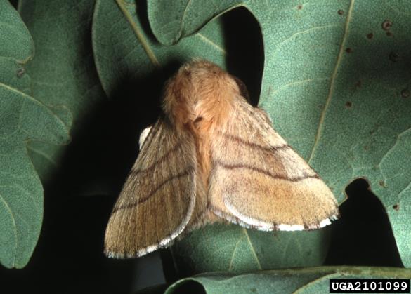 prstaničar (<i>Malacosoma neustria</i>) na <i>Quercus</i> spp.