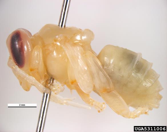 medonosna čebela (<i>Apis mellifera</i>)