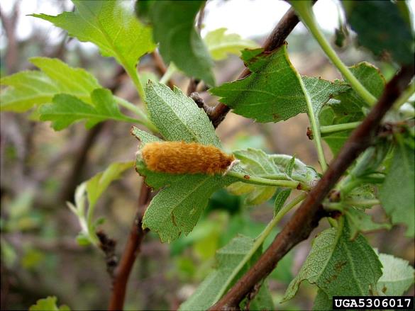 zlatnica ali zlatoritka (<i>Euproctis chrysorrhoea</i>) na <i>Crataegus</i> spp.