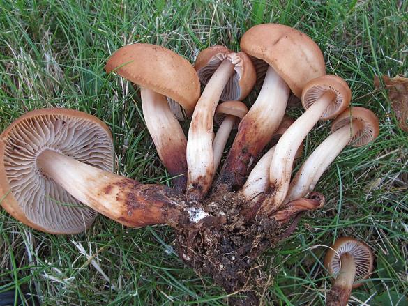 Collybia fusipes
