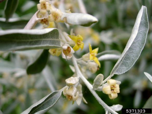 <i>Elaeagnus angustifolia</i>