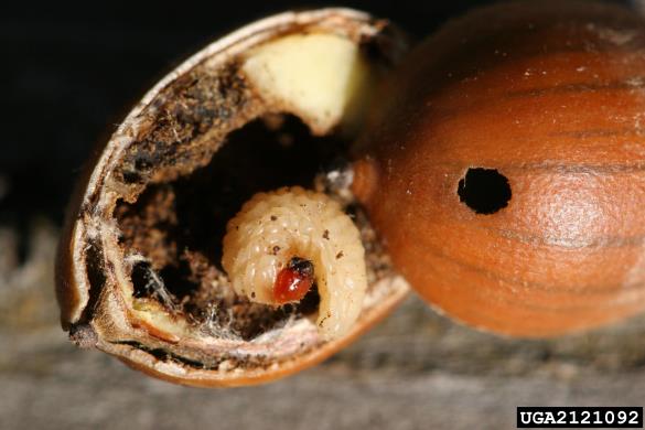 hrastov semenar (<i>Curculio glandium</i>) na <i>Quercus ellipsoidalis</i>