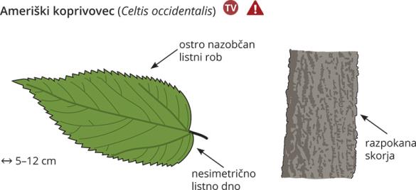 <i>Celtis occidentalis</i>