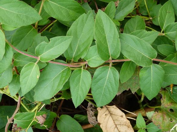 <i>Lonicera japonica</i>