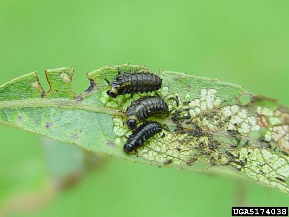 modri vrbin lepenec (<i>Plagiodera versicolora</i>) na <i>Salix</i> spp.