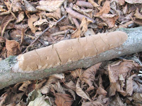 Phellinus punctatus