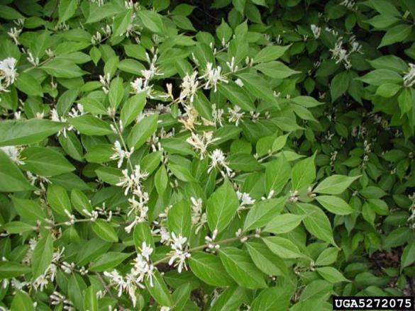 <i>Lonicera maackii</i>