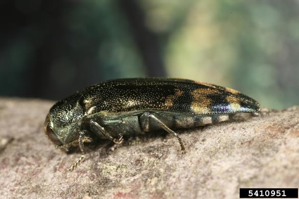 hrastov krasnik (<i>Coraebus florentinus</i>) na <i>Quercus</i> spp.