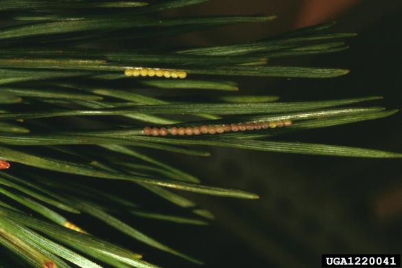 borova sovka (<i>Panolis flammea</i>) na <i>Pinus sylvestris</i>