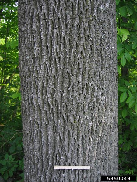 <i>Fraxinus americana</i>