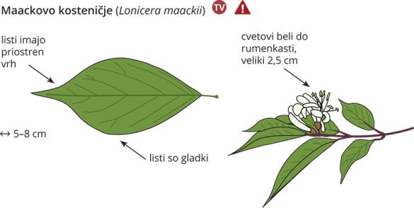 <i>Lonicera maackii</i>