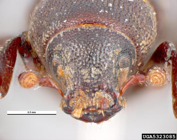 smrekov koreninar (<i>Hylastes cunicularius</i>)