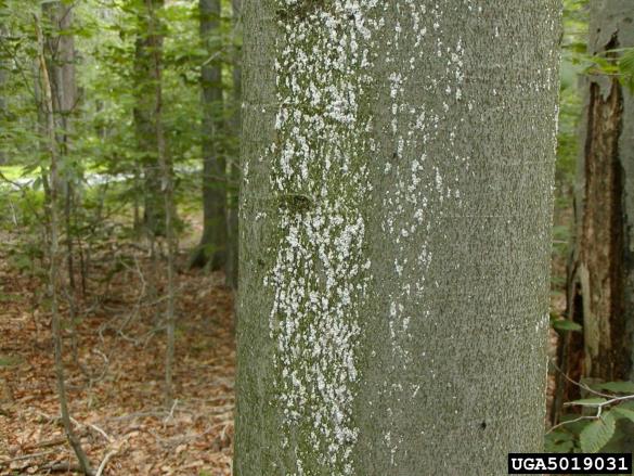 bukov kapar (<i>Cryptococcus fagisuga</i>) na <i>Fagus grandifolia</i>
