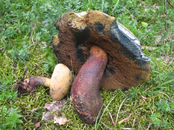 Boletus luridus