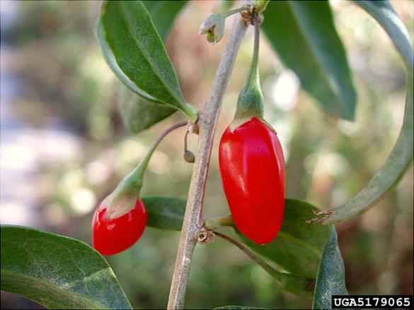 <i>Lycium barbarum</i>