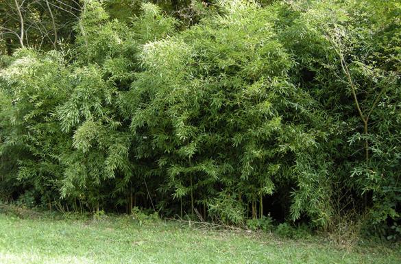 <i>Phyllostachys</i>