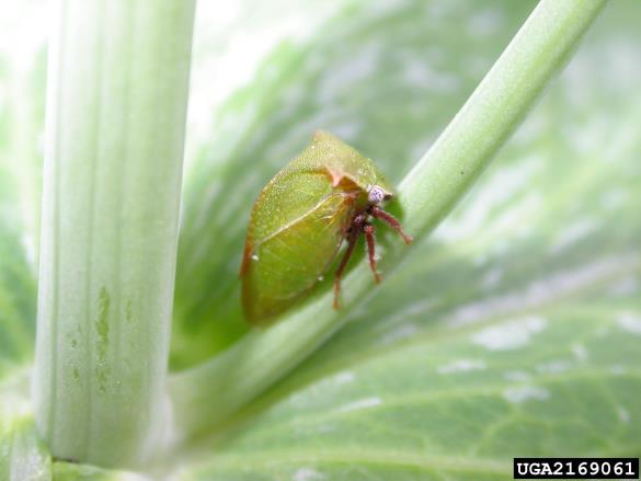 zelena grbavka (<i>Stictocephala bisonia</i>)