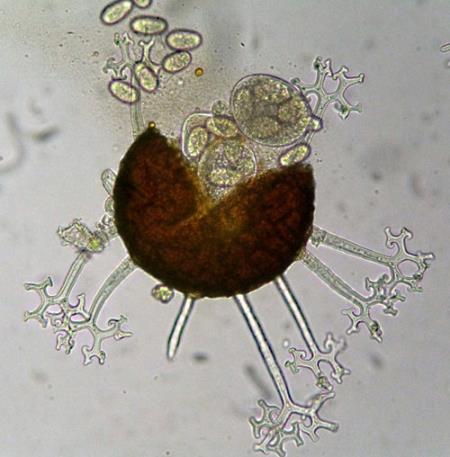 <em>Erysiphe ornata</em>