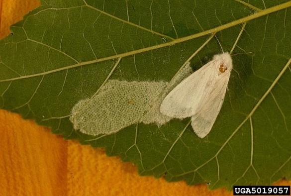 murvar ali murvin prelec (<i>Hyphantria cunea</i>)