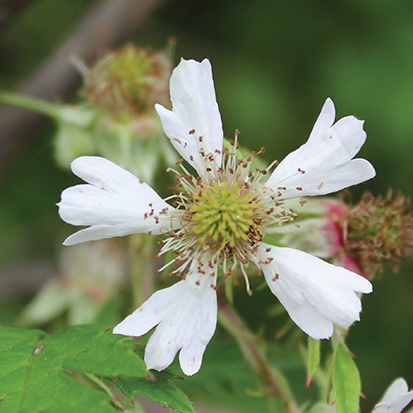 <i>Rubus laciniatus</i>