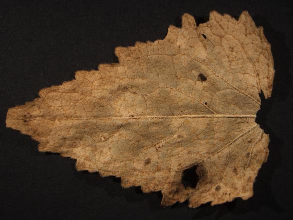 Coleosporium campanulae
